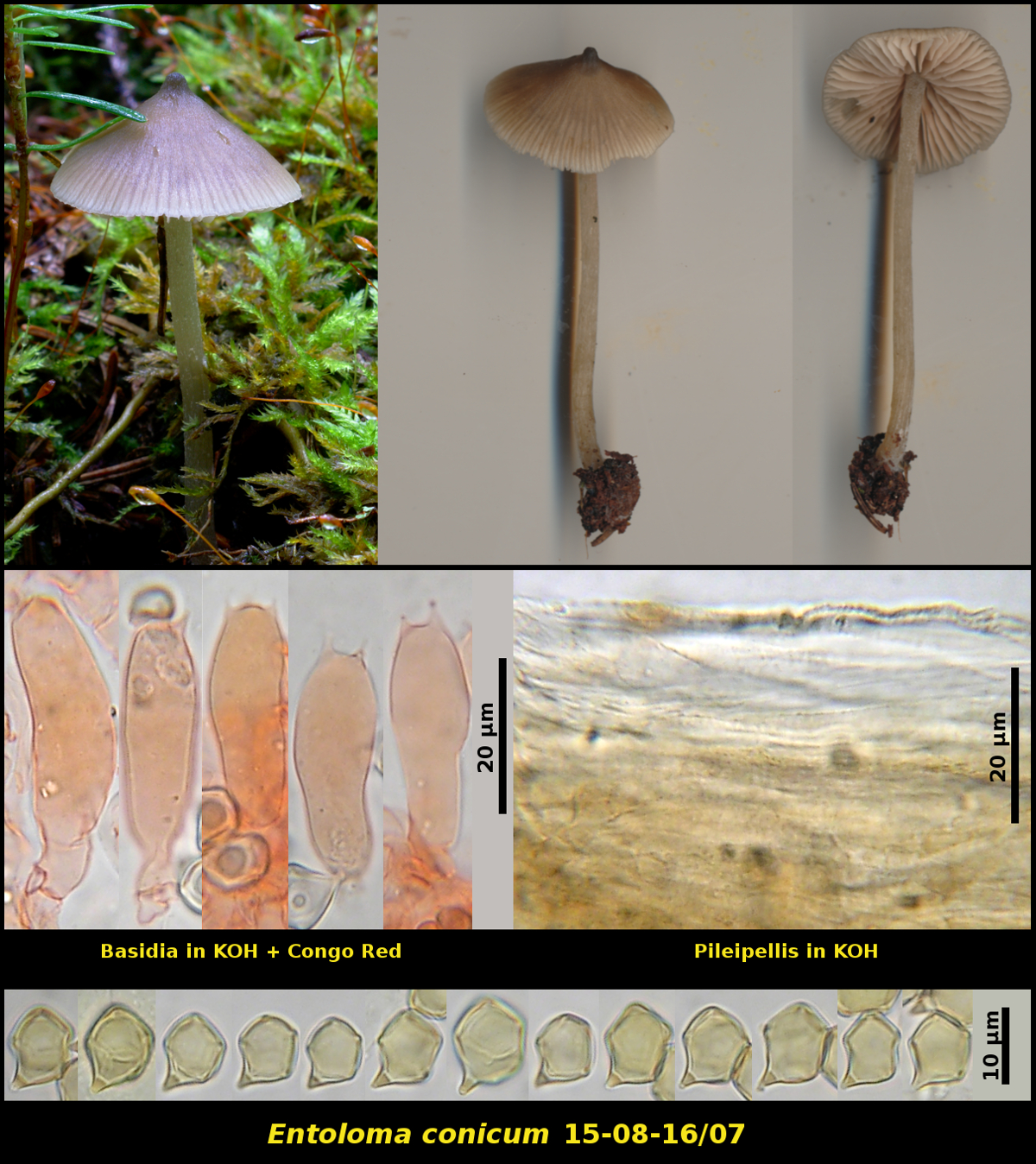 Picture of <i>Entoloma_conicum</i>